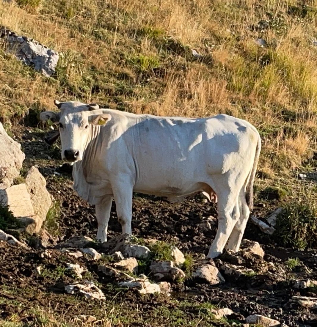 Una mucca bianca al pascolo brado su un versante roccioso di montagna