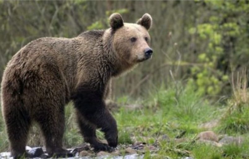 Un orso bruno marsicano in un'area boscosa